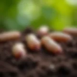 Close-up view of grubs in soil