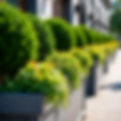 A vibrant selection of various shrubs arranged in elegant planter boxes.