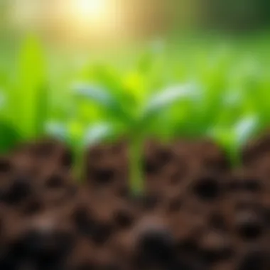 The Importance of Soil Health in Lawn Care Healthy soil with visible nutrients and microorganisms