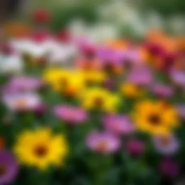 Close-up view of diverse flowering plants selected for small flower beds