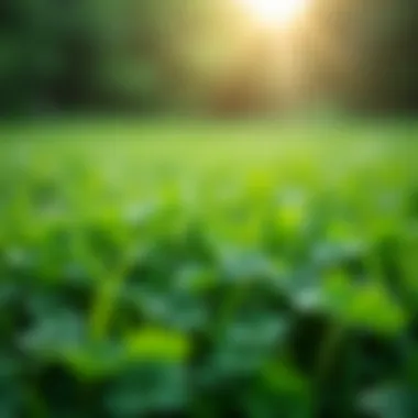 Healthy Lawn Ecosystem with Clover Healthy lawn ecosystem with clover