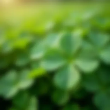 Natural Remedies for Clover Control Natural remedies for lawn clover control