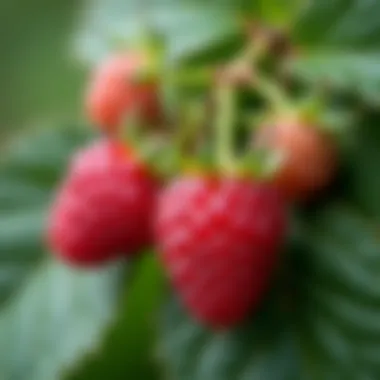 Organic fertilizers for raspberry cultivation