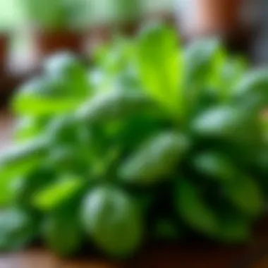 Close-up of fresh herbs, showcasing their rich textures and colors.