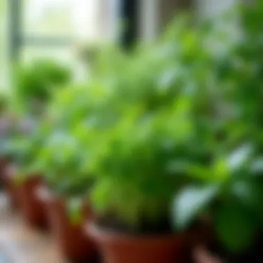 A vibrant indoor herb garden with various herbs flourishing in pots.