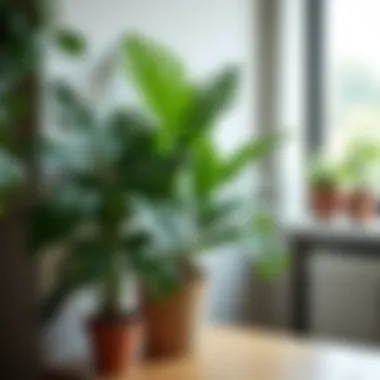 An aesthetically pleasing arrangement of plants in an office corner