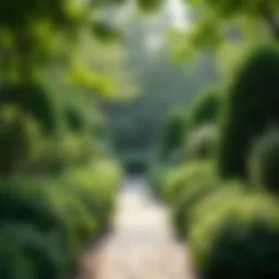 Lush shade garden featuring various shrubs