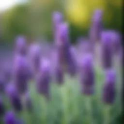 Lavender plant known for repelling ants