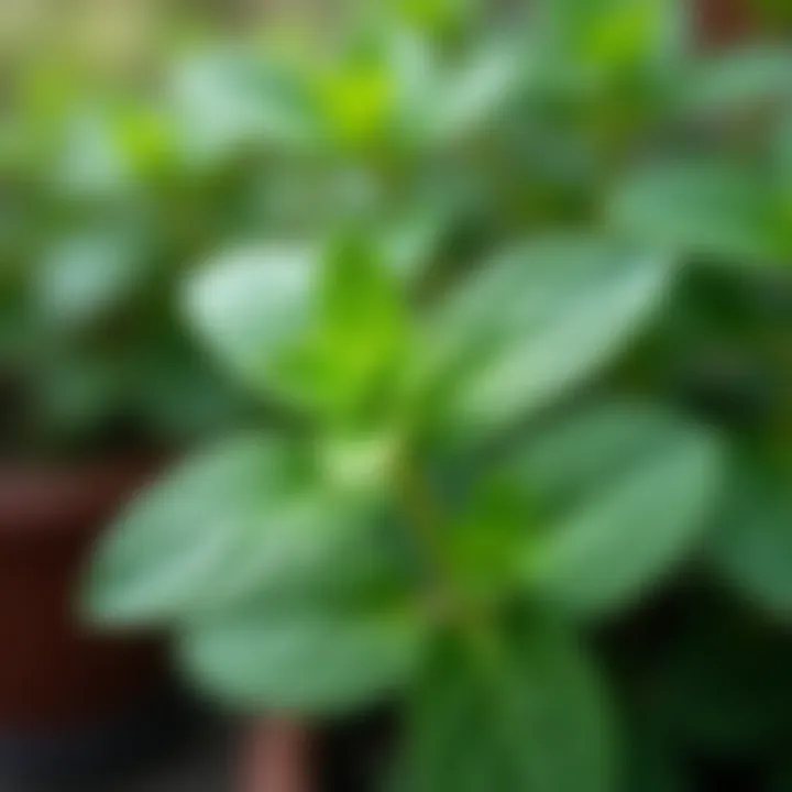 Mint leaves thriving in a garden