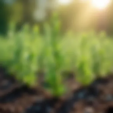 Rosemary plant growing in a sunny spot