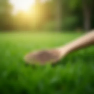 Choosing the Right Grass Seeds Selection of high-quality grass seeds