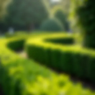 Expertly shaped boxwood hedges in a manicured garden