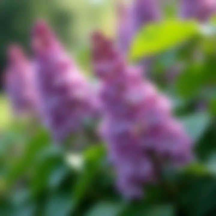 A beautifully arranged garden featuring deer resistant lilacs