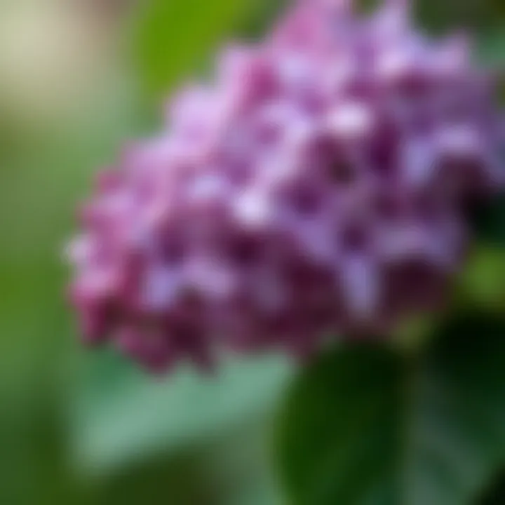 Close-up of deer resistant lilac leaves