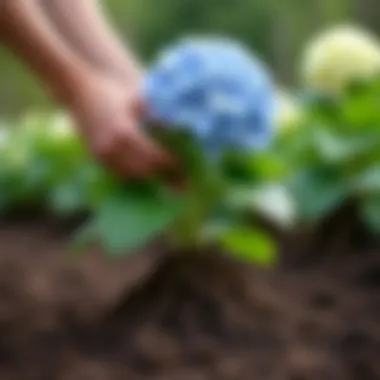 Gardener assessing the hydrangea root system