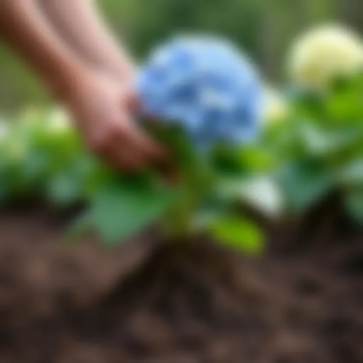 Gardener assessing the hydrangea root system