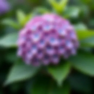 Healthy hydrangea bush in full bloom